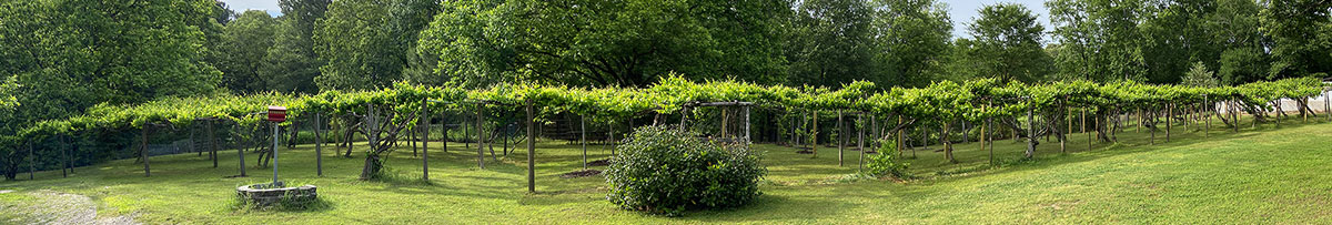 Muscadine Farm - Hot Springs, Arkansas 71913